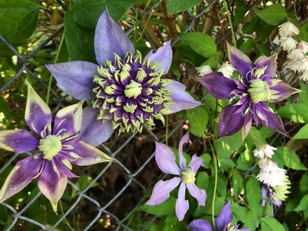 Clematis taiga fotó és leírás