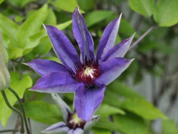 Abri de clématites pour l'hiver