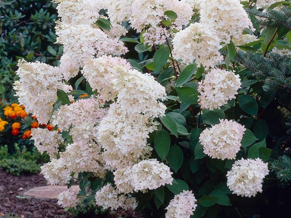 Hortensia grandiflora en forme d'arbre