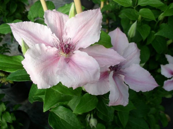 Clematis rózsaszín fantázia fotó leírása