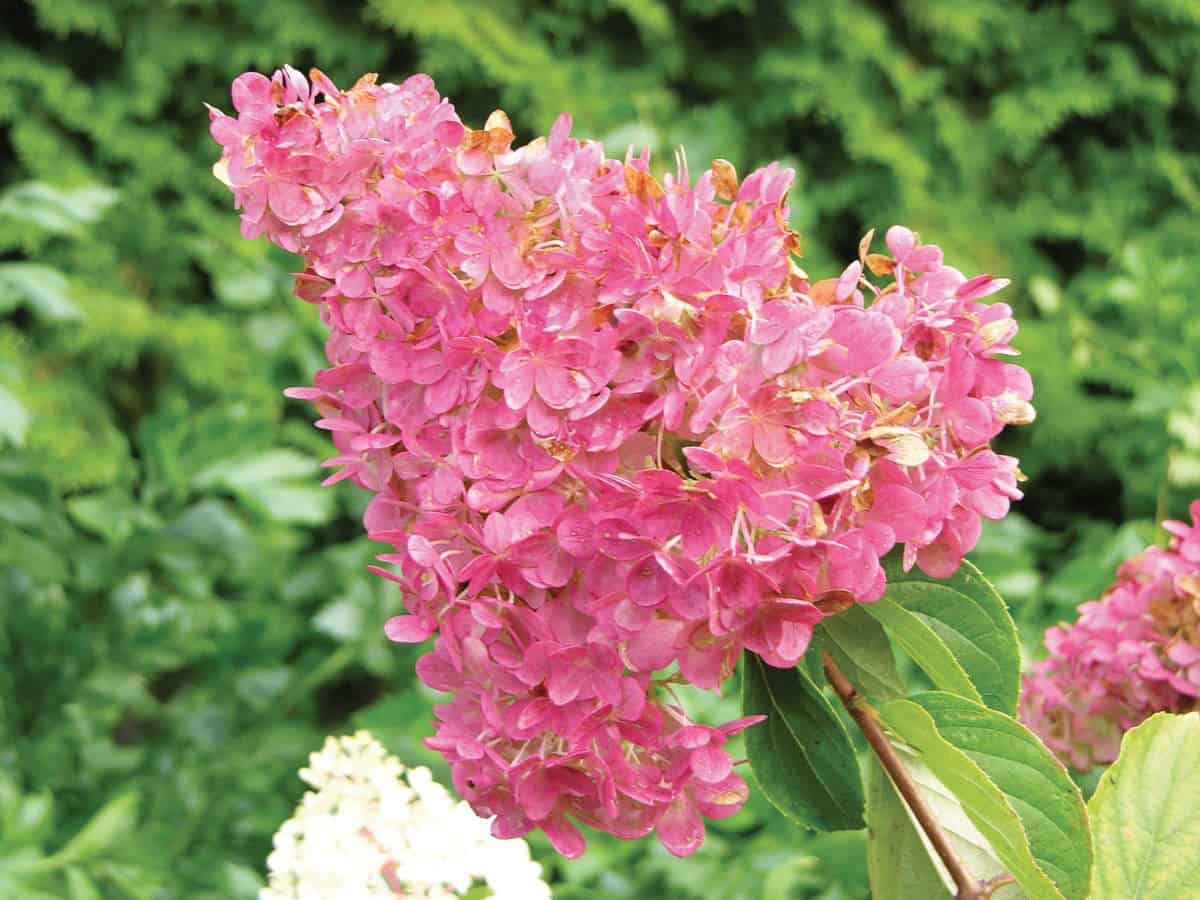 Panicule Hortensia Mega Mindy