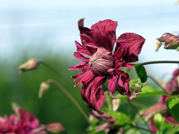 Clematis purpurea plena