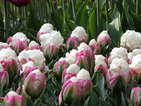 Prix ​​photo de la crème glacée aux tulipes