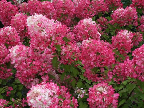 Paglalarawan ng Hydrangea pink lady at larawan