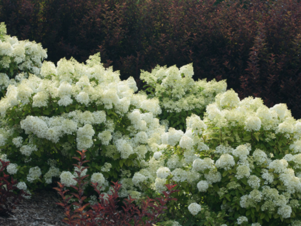 Hydrangea paniculata plantation et soins de l'ours polaire