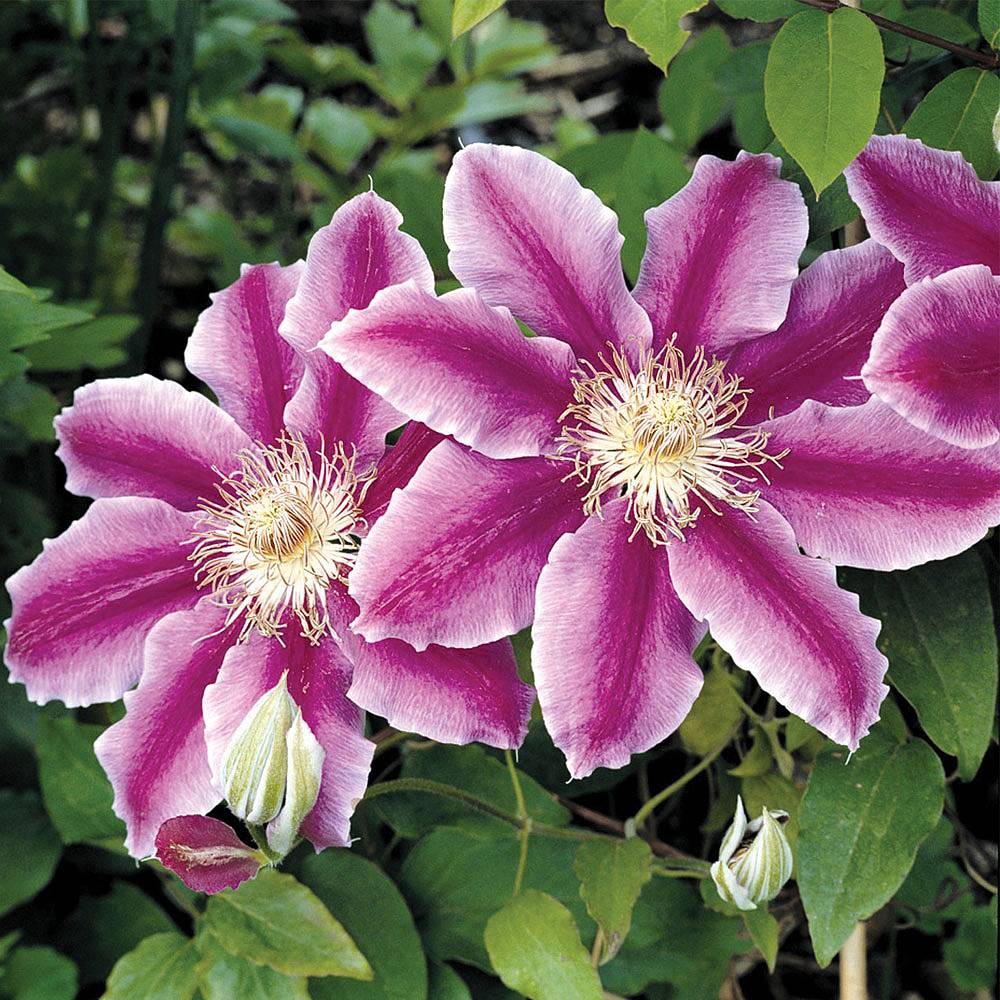 Clematis Dr. Ruppel Photos