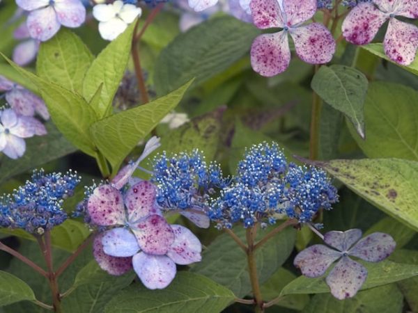 صورة ووصف Hydrangea serrata