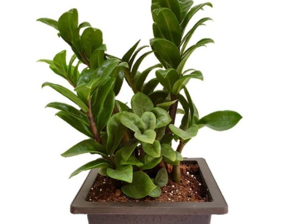 Zamioculcas Zenzi fotó