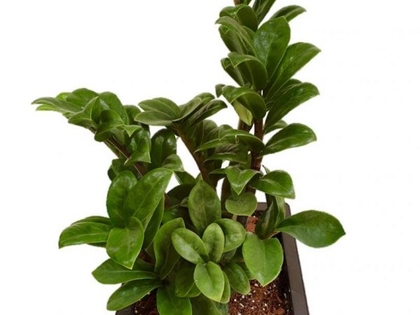 Trpasličí zamioculcas