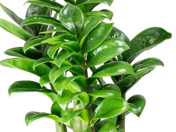 Zamioculcas Zenzi leírása