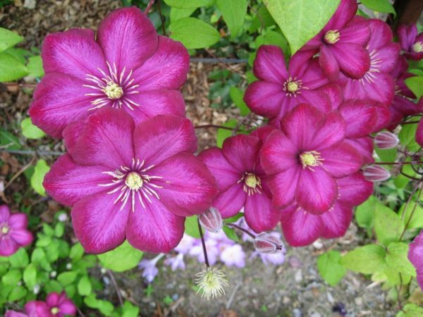 Skupina ořezávání Clematis Josephine