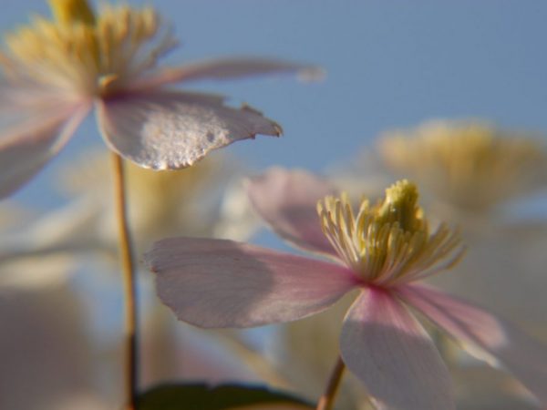 Clematis multi modrá skupina ořezávání