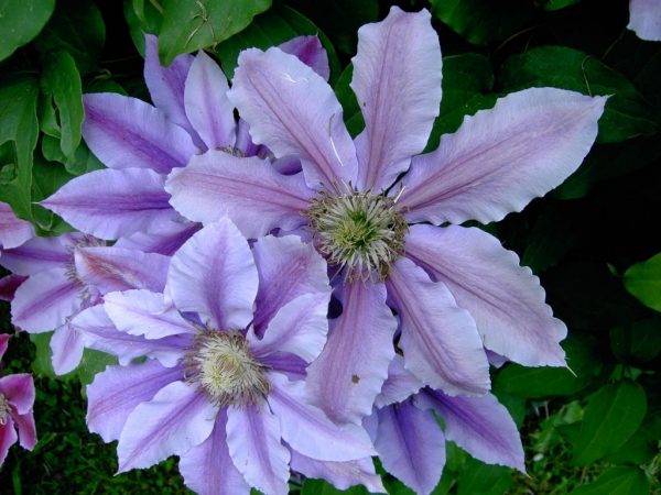 Clematis 3 skupiny popisu fotografie oříznutí