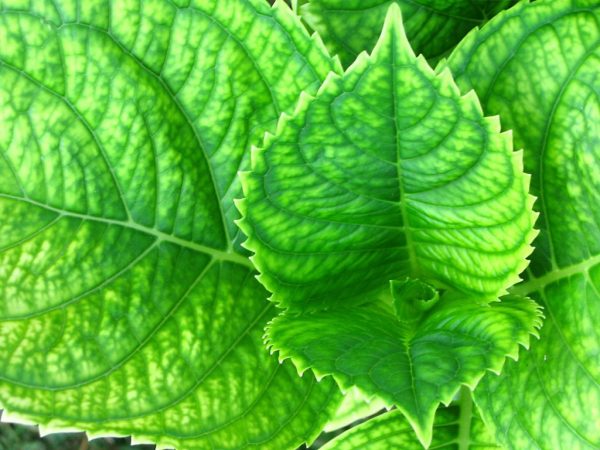 Treelike panicle hydrangea ápolás és szaporodás