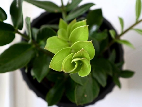 Zamioculcas Zenzi starostlivosť