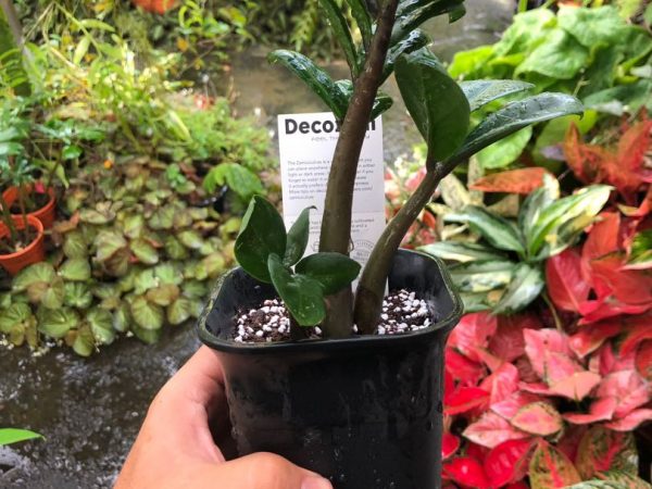 Zamioculcas Zenzi otthoni gondozás