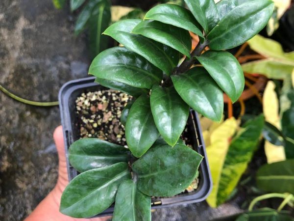 Zenzi trpasličí zamioculcas