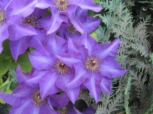 Clématite de jardin - fleur sans prétention